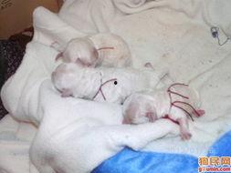 比熊生产全过程视频,从孕育到成犬的成长历程